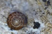 Gonyodiscus rotundatus