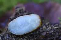 Arion subfuscus
