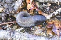 Limax cinereoniger