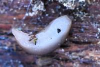 Deroceras invadens