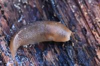 Deroceras invadens