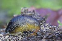 Arion subfuscus