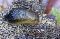 Arion subfuscus