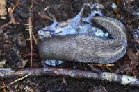 Limax cinereoniger