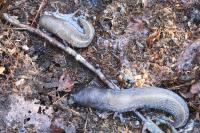 Limax cinereoniger