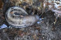 Limax cinereoniger