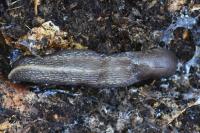 Limax cinereoniger