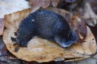Limax cinereoniger