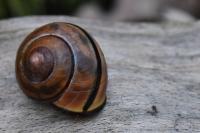 Cepaea nemoralis