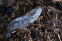 Lehmannia marginata