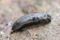 Arion hortensis