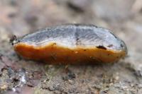 Arion hortensis