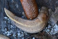Limax cinereoniger