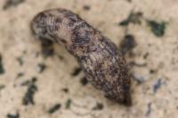 Deroceras reticulatum