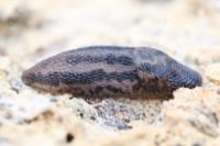 Limax maximus