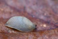 Arion intermedius