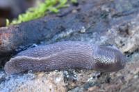 Limax cinereoniger