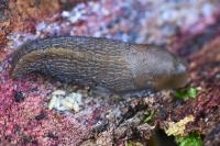 Limax cinereoniger