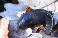 Limax cinereoniger