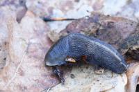 Limax cinereoniger