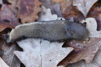 Limax cinereoniger