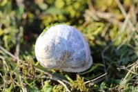 Cornu aspersum