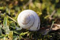 Cepaea nemoralis