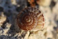 Xeroplexa intersecta