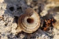 Xeroplexa intersecta