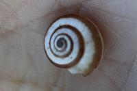 Cernuella virgata