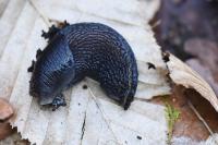 Limax cinereoniger