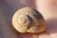 Helix pomatia