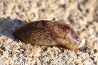 Deroceras reticulatum