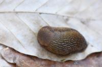 Arion subfuscus