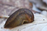 Arion subfuscus