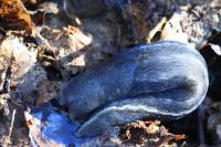 Limax cinereoniger