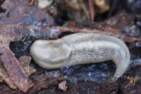 Lehmannia marginata