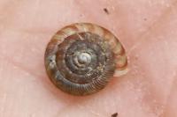 Gonyodiscus rotundatus
