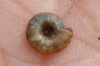 Gonyodiscus rotundatus