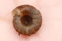 Gonyodiscus rotundatus