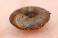 Gonyodiscus rotundatus