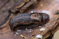 Limax maximus