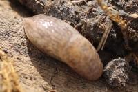 Deroceras reticulatum