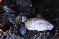 Lehmannia marginata