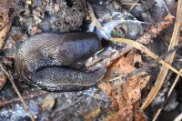 Limax cinereoniger