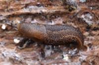 Limax cinereoniger