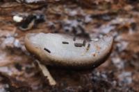 Limax cinereoniger