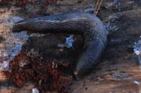 Limax cinereoniger