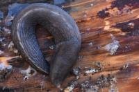 Limax cinereoniger