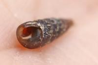 Clausilia bidentata